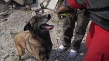 La formation minutieuse des chiens secouristes des sapeurs-pompiers de Paris