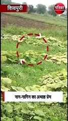 नाग-नागिन का अथाह प्रेम