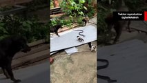 Cães lutam com uma cobra em vídeo aterrorizante