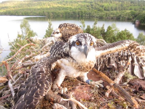 Osprey chicks fledge