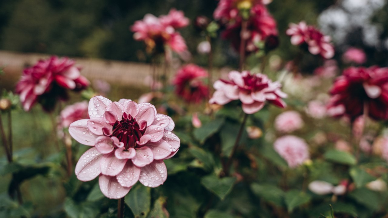 Are Dahlias Annuals or Perennials? It Depends on Where You Live