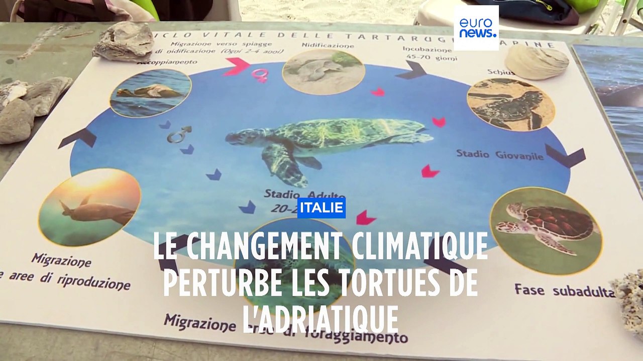 Le réchauffement climatique pousse les tortues à pondre sur les plages de l'Adriatique