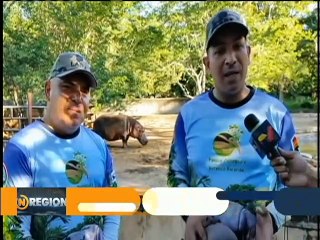 Nació un hipopótamo en el Parque Botánico y Zoológico de Bararida en Lara