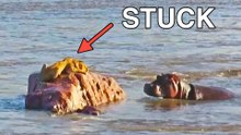 Stranded Lion Gets Surrounded & Attacked by Hippos