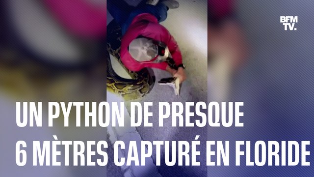 Un python de presque 6 mètres de long capturé en Floride