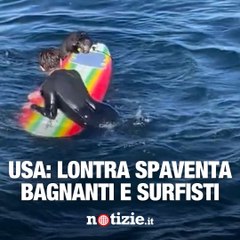 In California una lontra marina spaventa un surfista