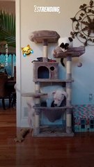 Intento fallido: pitbull trató de ser un gato de la manera menos esperada