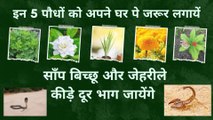 पौधे जो साँप , बिच्छू और कीड़ो को आपके घर से दूर रखे  | 5 plants tnecessary to grow in house