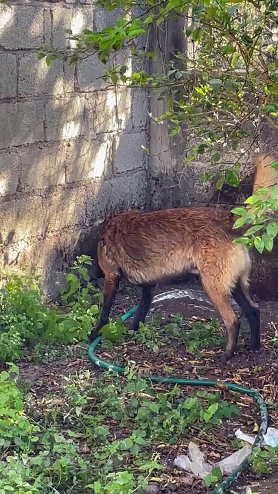 Un chien emprunte un tuyau pour un bref bain