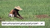 خسائر بالملايين للمزارعين في تعز  جراء الحصار الحوثي