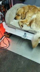 Un Golden Retriever est un endroit agréable pour se reposer