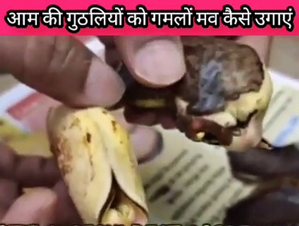 आम की गुठलियों को उगाने के सीक्रेट