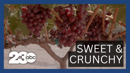 Sun World launches new table grape