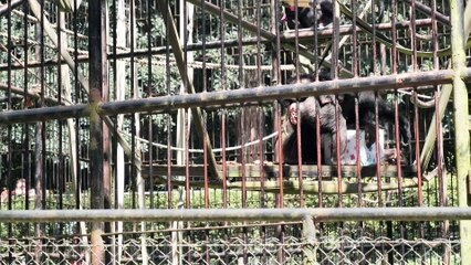 Dzień szympansa w Zoo  w Gdańsku