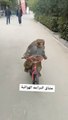 غرائب الحيوانات شاهد قرد يقود دراجة هوائية ببراعة