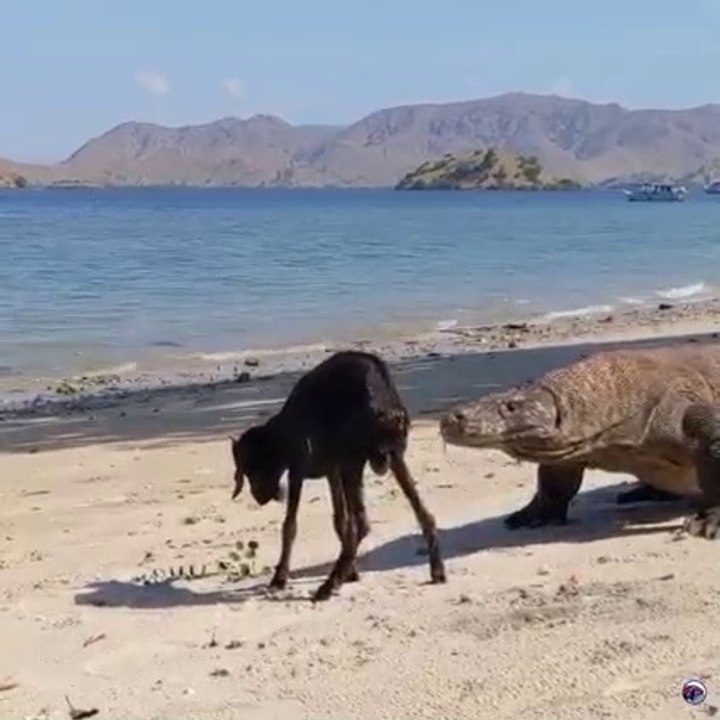 Dragon Attack the Goat