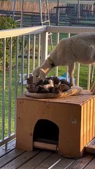 Goat Just Wants to Cuddle Too