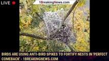 Birds are using anti-bird spikes to fortify nests in 'perfect comeback' - 1BREAKINGNEWS.COM