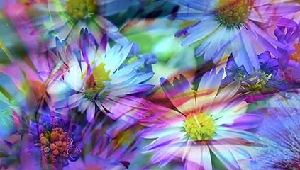 Un fiore nel deserto