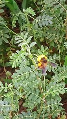 Ek Madhumakhi Honey Banane Ke Liye Kitni Mehanat Karti Hai | Bee Does Very Hard Work For Save Honey