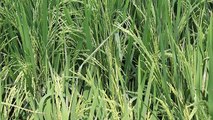বাংলা চটি গল্প Beautifull Natural rice plant Of My  Father Field