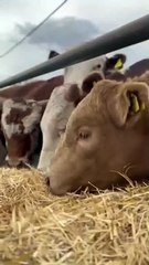 Bull Cows Play Together