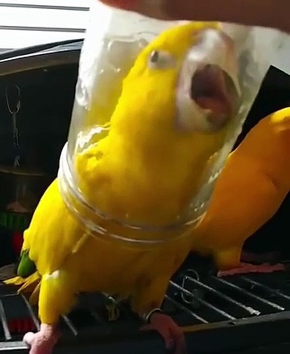 Yellow parrot talking