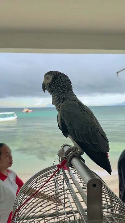 Parrot talking about 