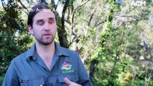 Aussie Ark frogs safe from fungus