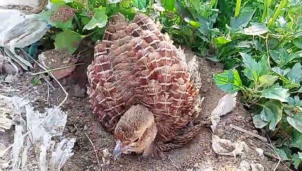 Teetar ki masti-Dakhni teetar