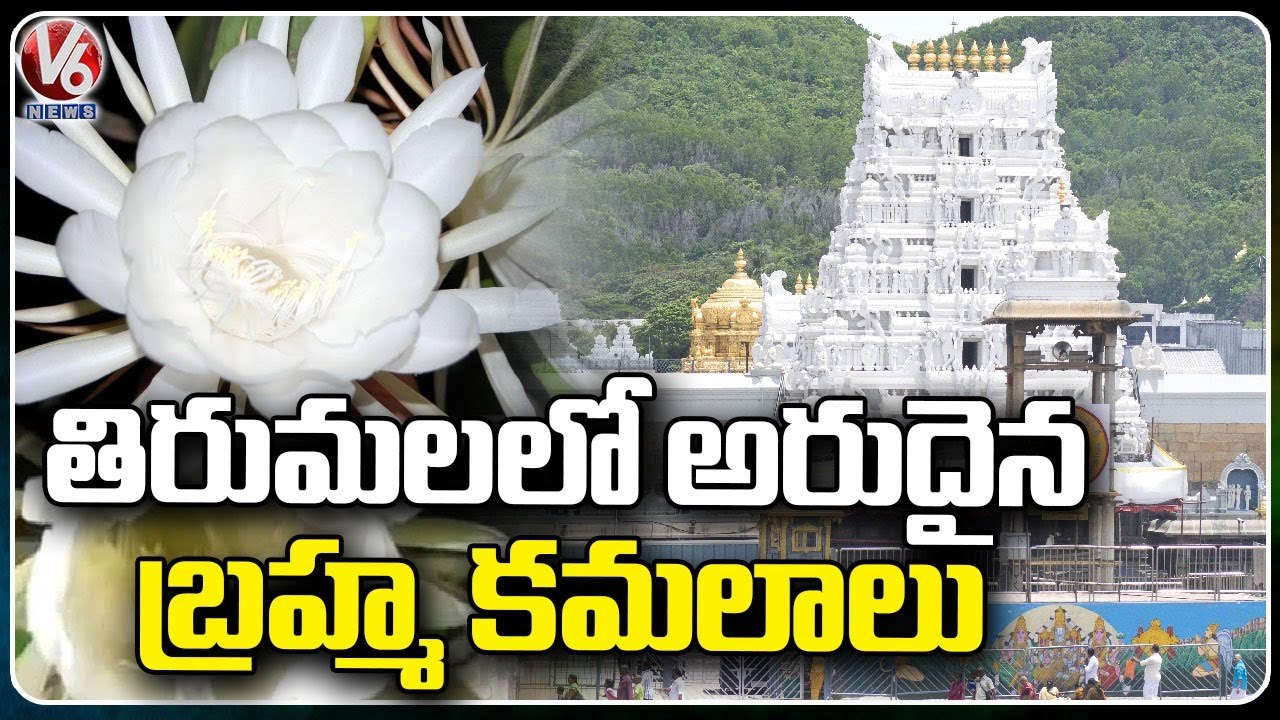 Brahma Kamalam Flowers Bloomed In Tirumala, Offers Flowers To Temple | V6 News