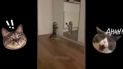 Viral Funny Cat Videos: Bringing Smiles from Ear to Ear