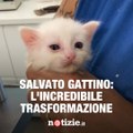 L'incredibile trasformazione di un gattino salvato