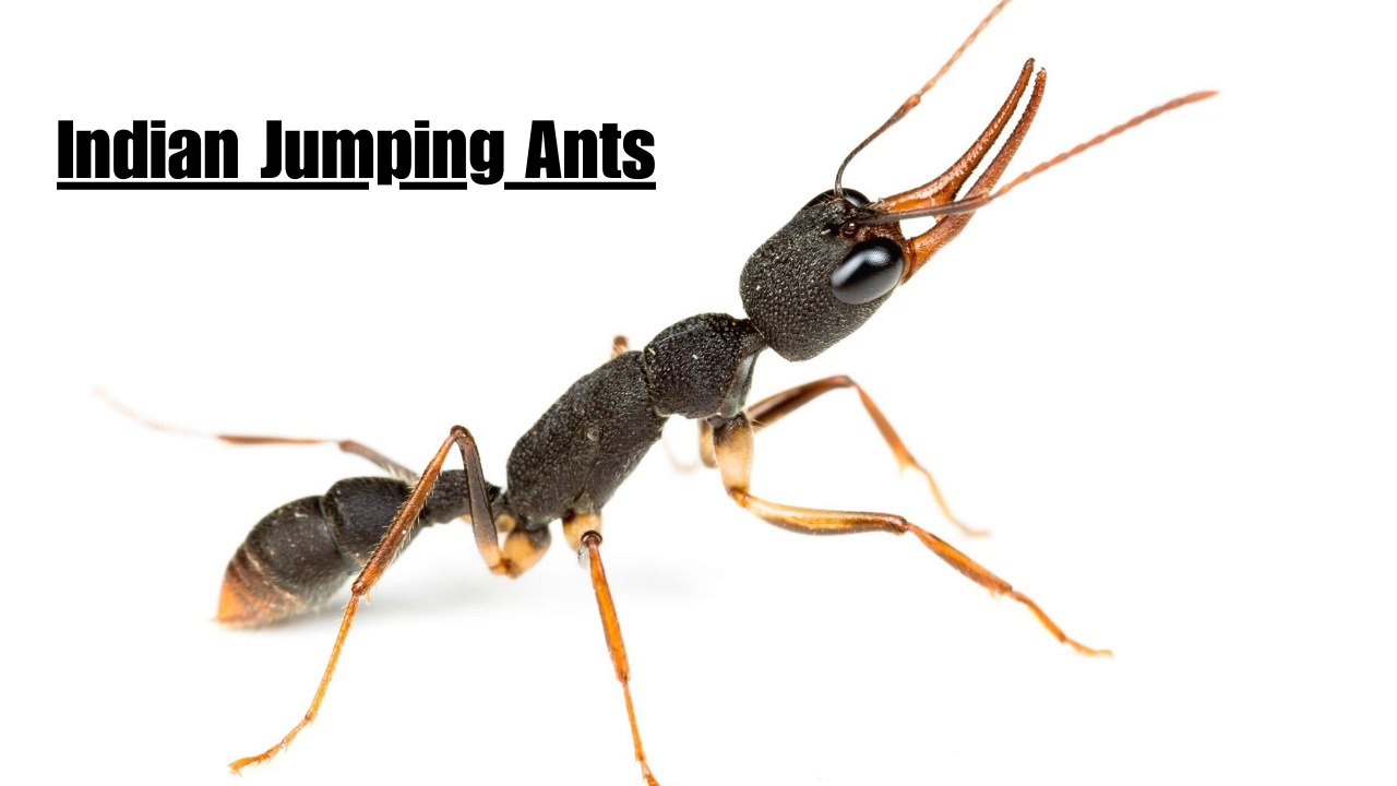 The Fascinating World of Indian Jumping Ants - video Dailymotion