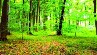 Peaceful Woodland with Nature and Relaxing Bird Sounds