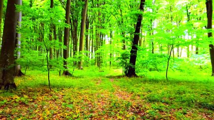 Peaceful Woodland with Nature and Relaxing Bird Sounds
