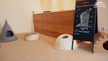 (ENG SUB) Kitty Attacked the Camera Brutally