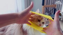 (ENG SUB) THIS Kitty Makes Me Crazy