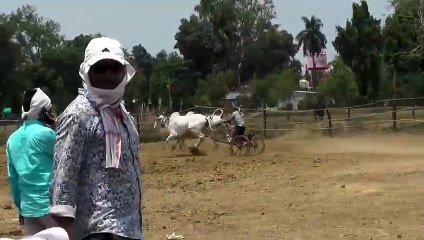 Indian Cow 2023  Newargaon Murjhar _  National Bull Pair Race (Pat) _  Competition true