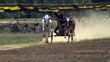 1No. का जोड़ा  Indian Bailgada Race  Barghati  Pat Video ❤ Pat Pratiyogita ✌ Barghati Bhaiya