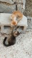 Funny Cate So Cute Kitten play One Another