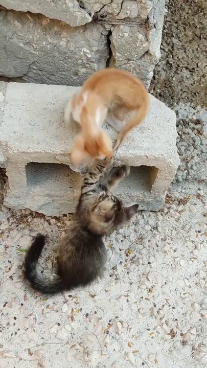 Funny Cate So Cute Kitten play One Another
