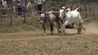 Azim Patel Bihiriya 2023  Newargaon Murjhar _  National Bull Pair Race (Pat) _ Competition true
