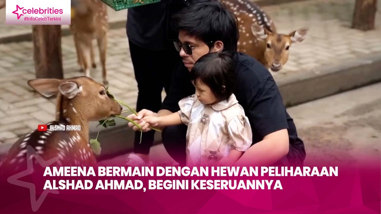 Ameena Bermain dengan Hewan Peliharaan Alshad Ahmad, Begini Keseruannya