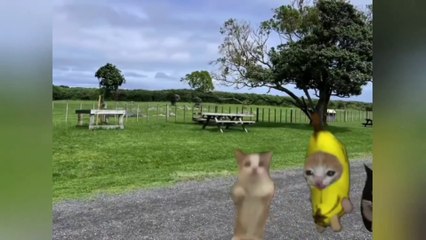 Banana Cat Happy Cat Funny Compilation  EPISODE 01