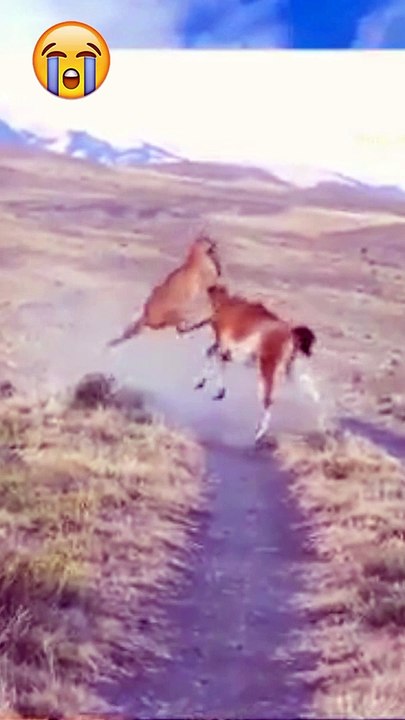 Animals funny