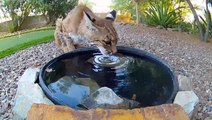 Sneaky bobcat takes a drink from family’s bird feeder to cool off during heatwave