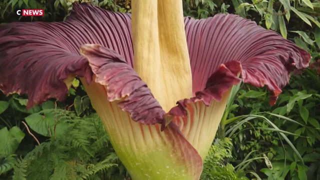 L'éclosion d'une fleur géante près de Nancy