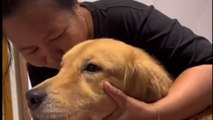 Golden Retriever surprises helper with a gold bracelet to thank her for taking care of him