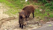 CACCIA SELETTIVA AI CINGHIALI ABBATTUTI SESSANTA ESEMPLARI